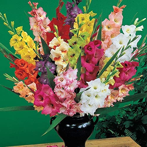 Gladiolus Flower Bulbs Hybrid All Season (10 Bulbs) By Zabbus (B0BM716VHQ) Amazon Price History, Amazon Price Tracker