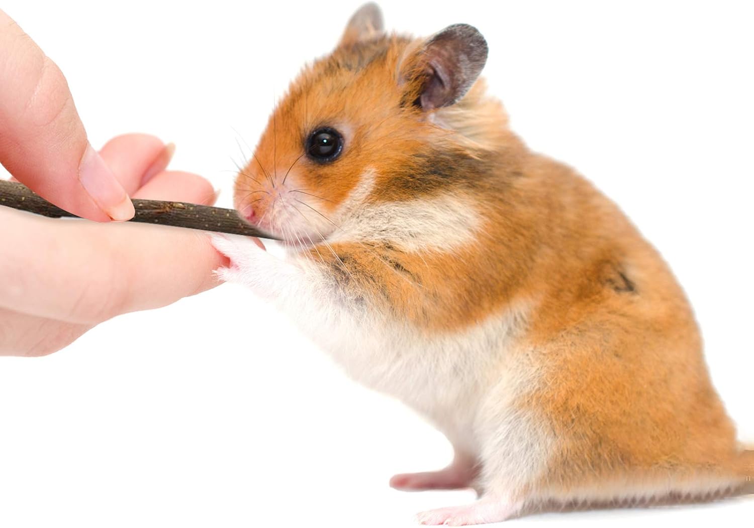 Komoyo Hamster Chew Toys,Natural Wooden Play Chew Toys Pets Teeth Care