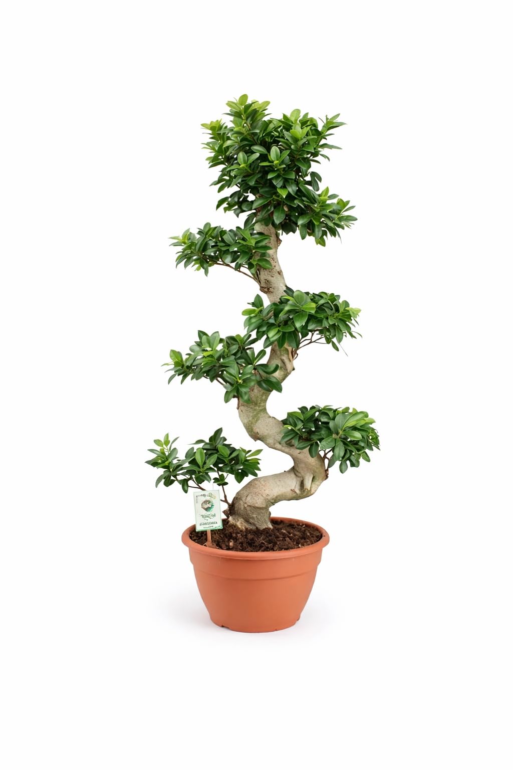 Bonsai Ficus Microcarpa Ginseng (S-Form)  70-100 cm  Pflegeleichte  Zimmerpflanze, ideal fr Anfnger, Wohn- und Broschmuck : Amazon.de: Garten