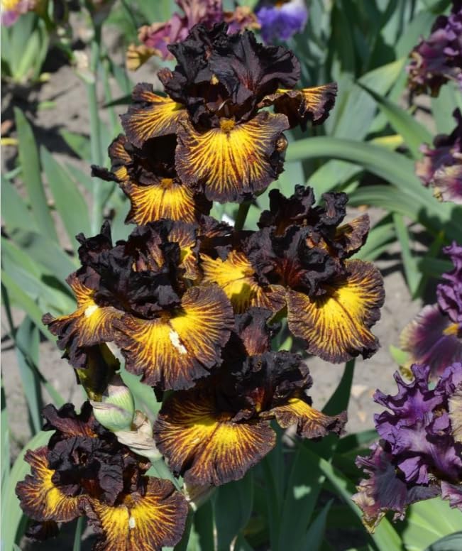 Bearded Iris Plants for Planting, Ornamental Perennial for Garden Border Yard Decor-that Grow Fast/Golden Jade Carving-4 Bulbs-C