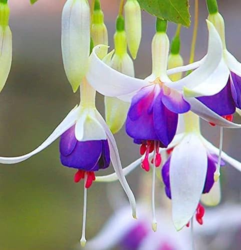 Miniatura 3 de 100 piezas de semillas de flores moradas y rosas fucsias plantas perennes para el hogar