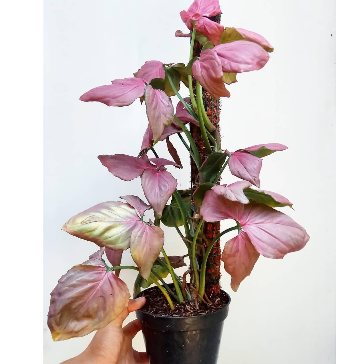Dishita Go Green - Indoor Live Plants for Living Room, Home, Office || Syngonium Pink ||-image-31