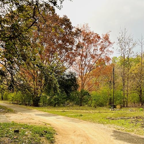 Bringing back the Roar - The Panna tiger story