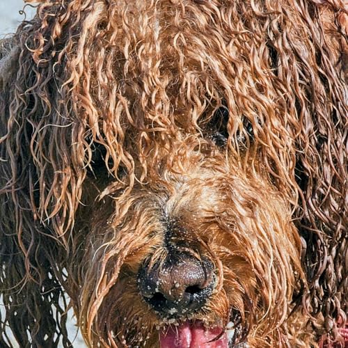 Zw&ouml;lf Stunden Nachtfahrt f&uuml;r einen Zwergpudel (2/2-4)