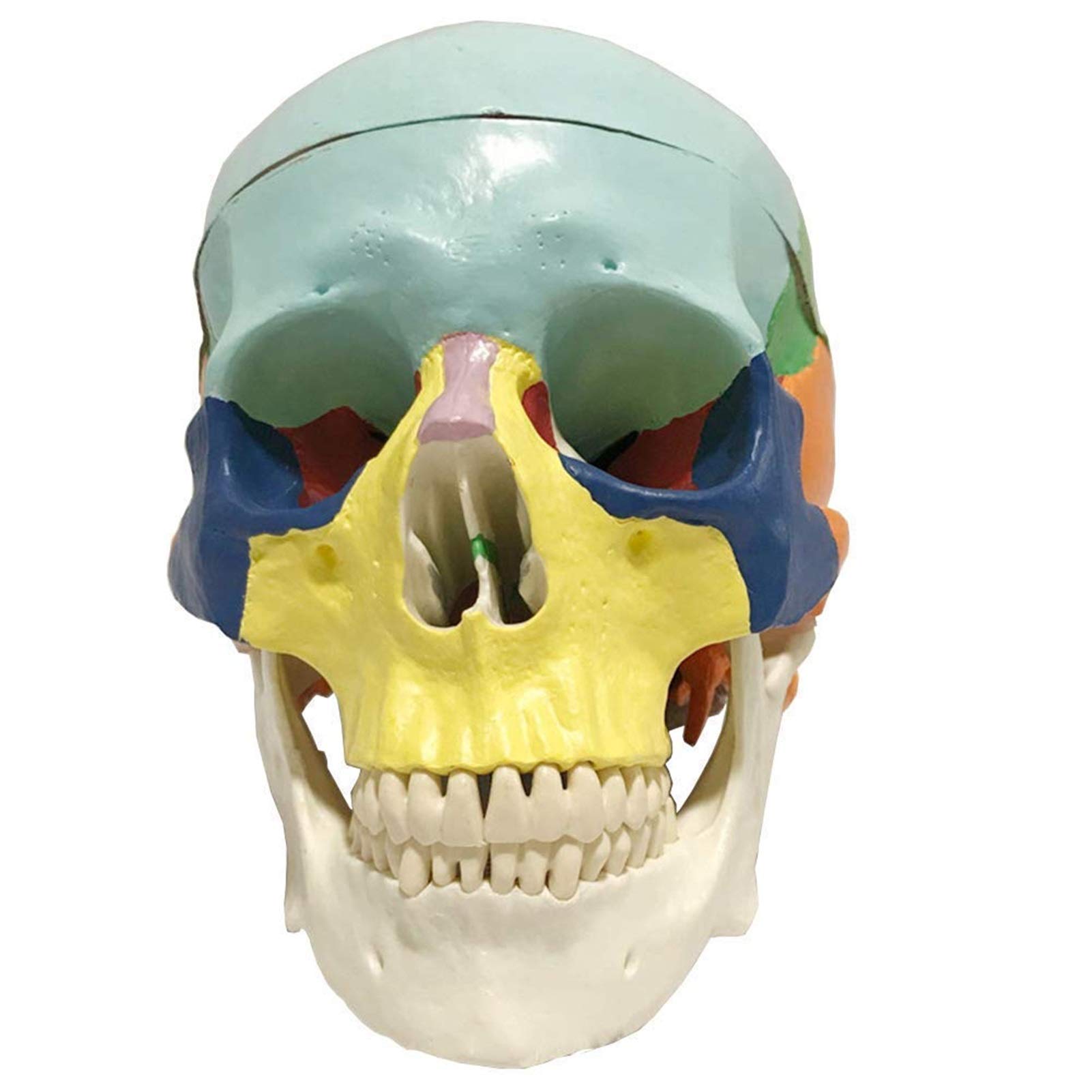 Anatomiczny model czaszki - Kolorowy tryb ludzkiej czaszki - Materiał żywiczny Anatomia człowieka Model czaszki Anatomiczny medyczny nauczanie Szkielet głowa - do medycznego szkolenia edukacyjnego