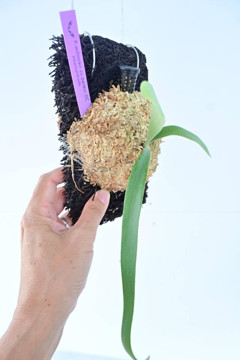 Amazon.co.jp: P.willinckii cv.baileyi OC(P.willinckii Dwarf