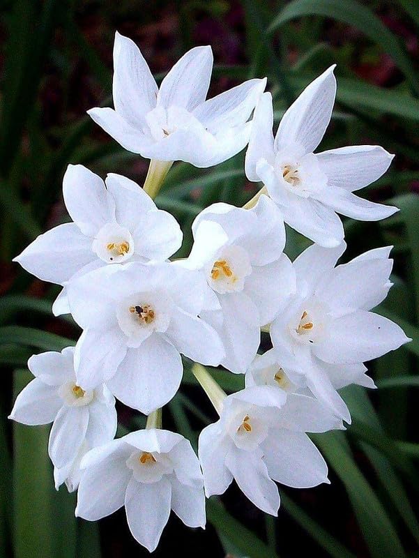 Daffodils Double Flowering Bulbs | soft white Daffodils Flower Bulbs for All Season Pot and Home Garden | Pack of 4 Bulbs