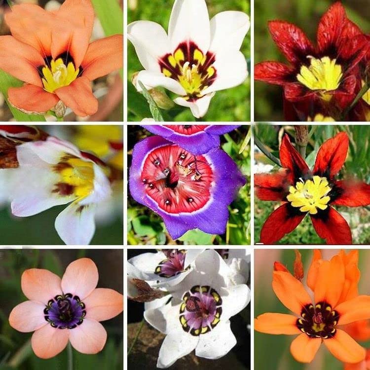 See full amazon price history chart for Ritz Farming® Sparaxis flower bulbs | Sparaxis multicolor flower bulbs for Home pots | all Season Flowering bulbs for Home And Kitchen Gardening pack of 20 bulbs Ritz Farming® Sparaxis flower bulbs | Sparaxis multicolor flower bulbs for Home pots | all Season Flowering bulbs for Home And Kitchen Gardening pack of 20 bulbs (B0C3DG2X6Q) Amazon Price History, Amazon Price Tracker