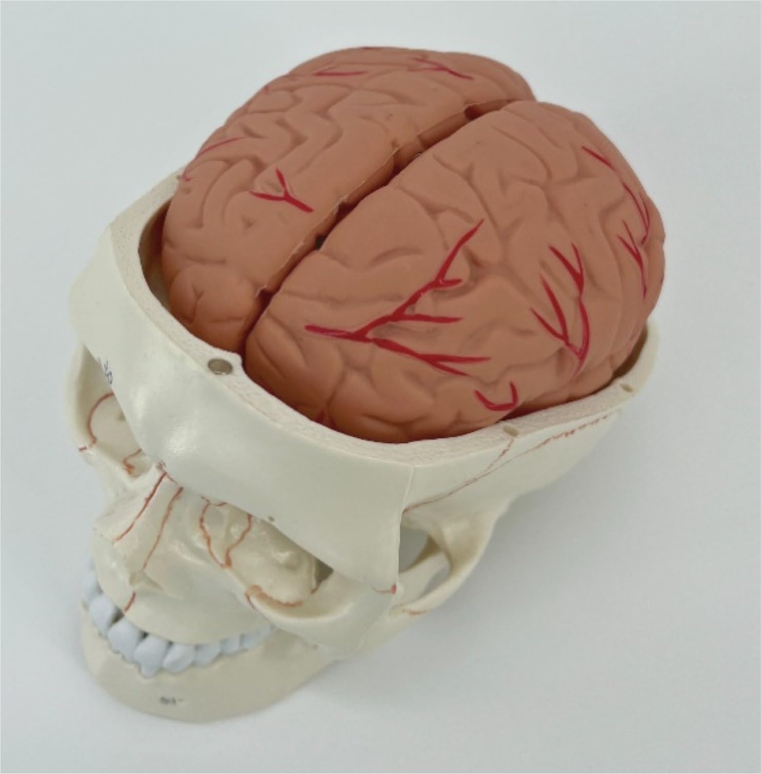 Anatomía De La Educación con Indicador Digital Modelo De Cráneo Humano Tamaño Real Cabeza Humana Anatómico Enseñanza Médica Muñeca de Anatomía