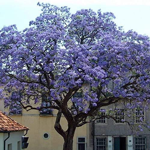 PAULOWNIA TOMENTOSA NR.1 BUSTA