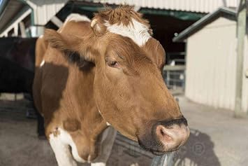 Photo - Cow, close up, at Hershbergers Farm and Bakery, a greatly expanded produce stand near the town of Berlin in central Ohios"Amish Country"- Fine Art Photo Reporduction 12in x 08in