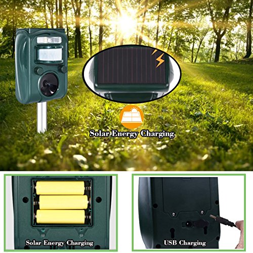 Vivid Arts, cinciarella blu, dimensioni reali (F)