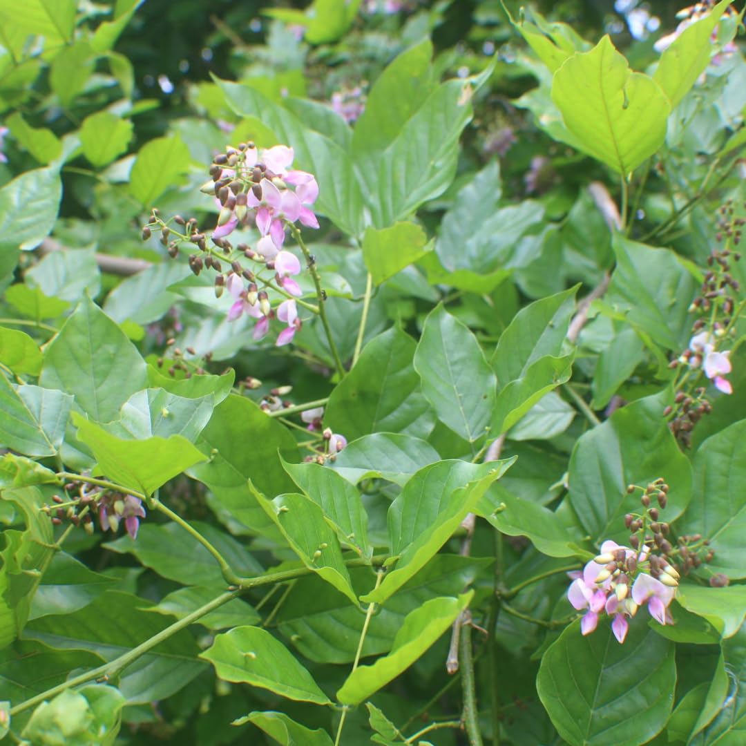 See full amazon price history chart for M-Tech Gardens Ungu/Pongamia Medicinal Tree Plant (Pongamia pinnata, Pongam Tree) Exotic 1 Live Medicinal Plant M-Tech Gardens Ungu/Pongamia Medicinal Tree Plant (Pongamia pinnata, Pongam Tree) Exotic 1 Live Medicinal Plant (B07YL4VF5H) Amazon Price History, Amazon Price Tracker