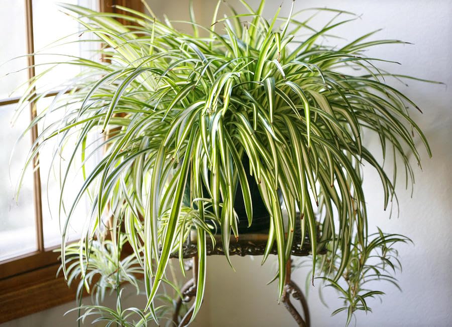 Spider Plant-Large Natural Live Plant Indoor With Pot (B0CSLGVW3M) Amazon Price History, Amazon Price Tracker