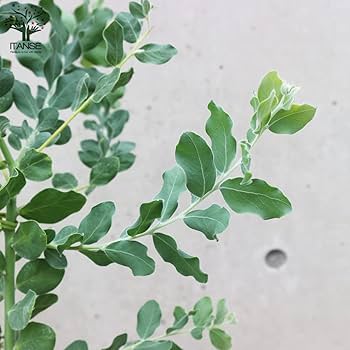 Amazon.co.jp: ITANSE アカシア・パール 7号 1個売り