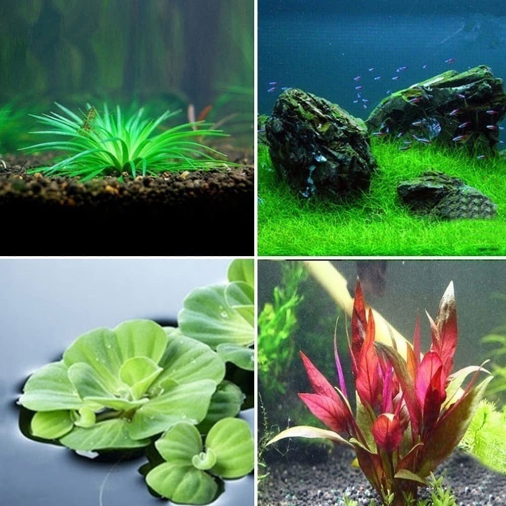 Semi Piante Acquatiche Per Laghetto - Giacinto D'acqua, Pistia, Hottonia E Ludwigia