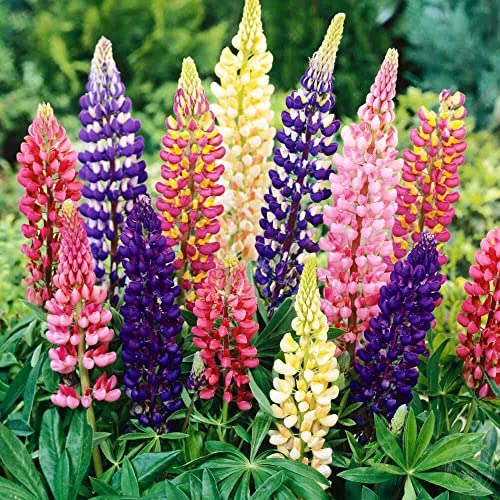 Seedsup - 30+ Dwarf Lupin - Flower Mix #TOP3