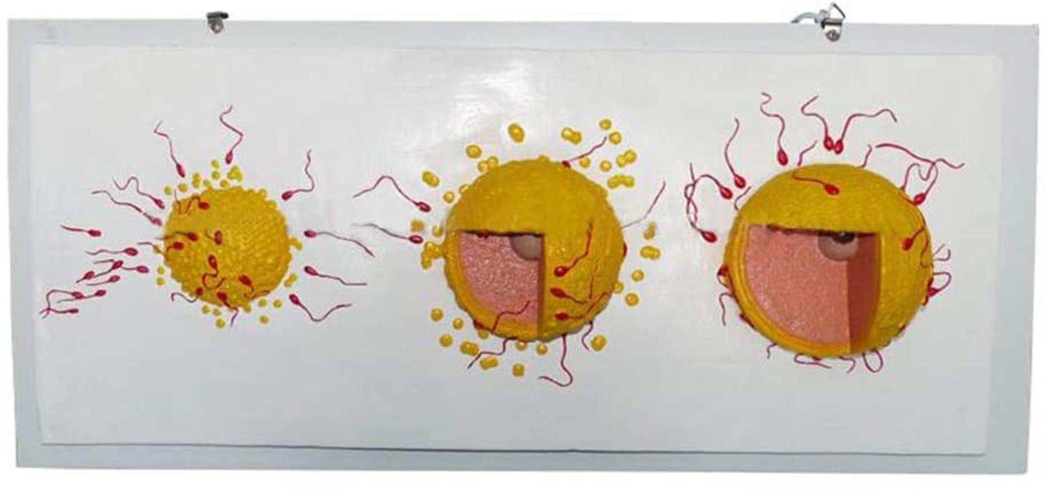 Human Sexual Intercourse Model - Sperm Egg Binding Model - Anatomical Human Sperm And Egg Combination Demonstration Model - for Study Display Teaching