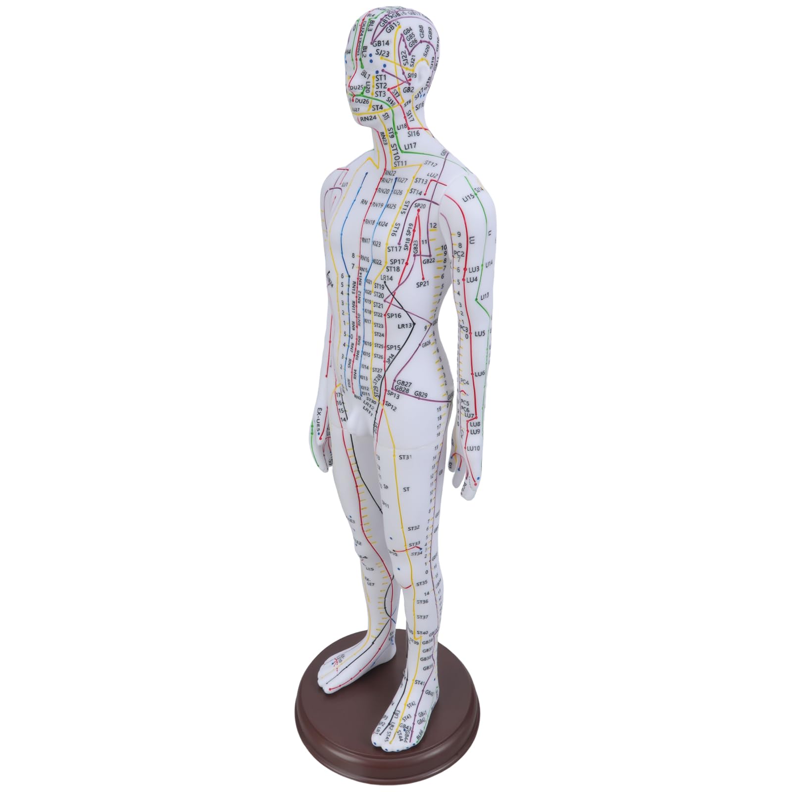 Hsioluted Men's Acupoint Model & Fe With Chinese Points For Student Practice & Teaching Acupoint Points Educational Model