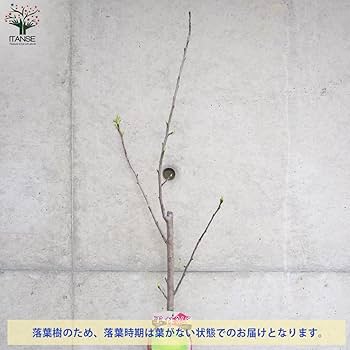 はらへりんご様グリーン38o Amazon.co.jp: りんごの苗木 王林 4～5号ポット【品種で選べる