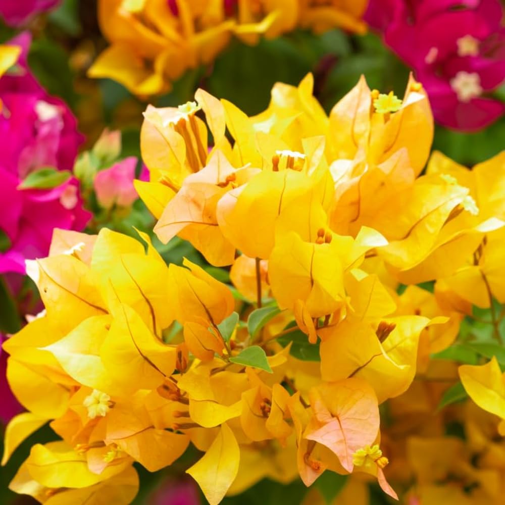 3 Gold Bougainvillea Vine Plants