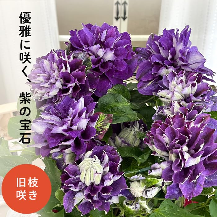 Amazon｜母の日 プレゼント クレマチス 新紫玉 6号鉢 母の日ギフト 花