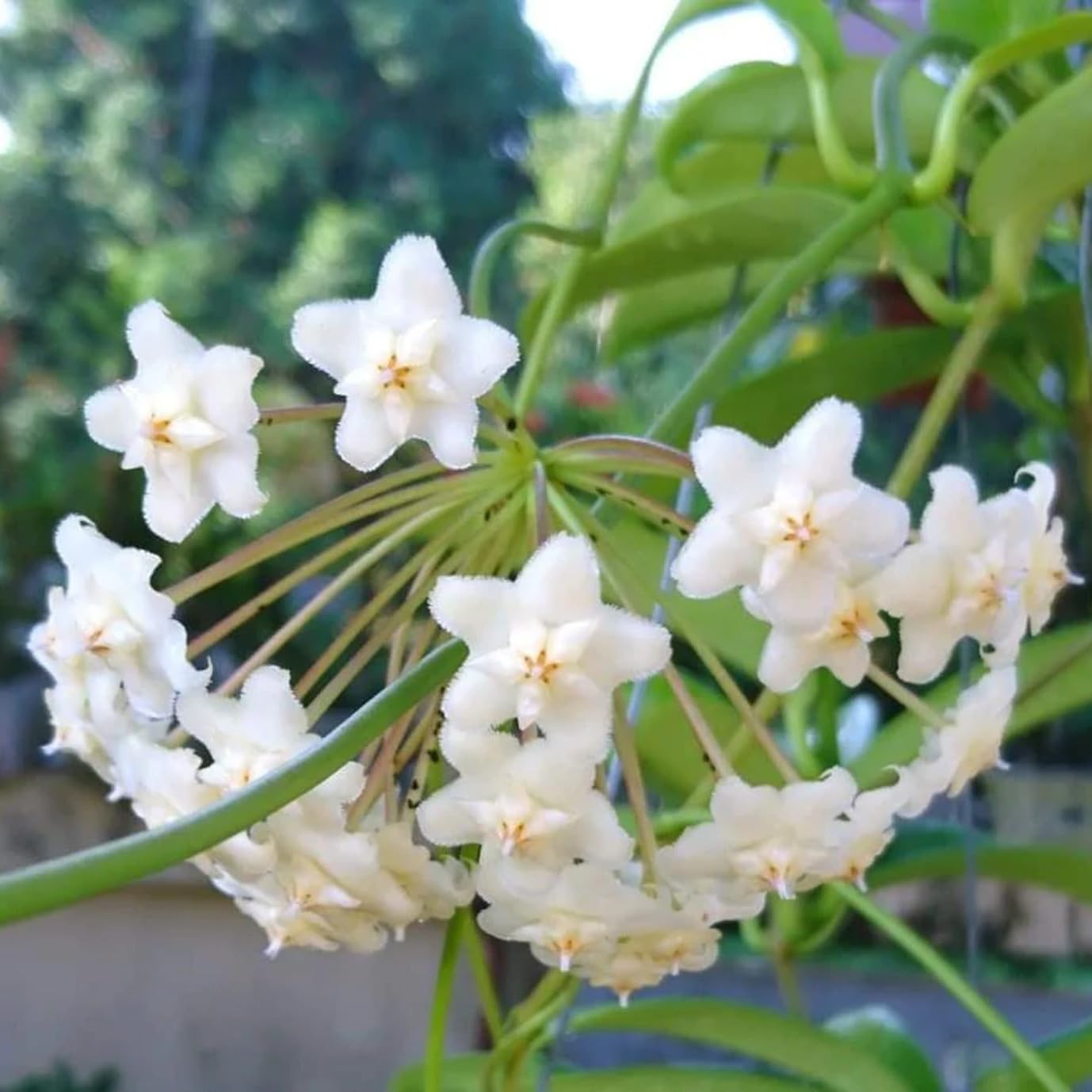 Florona Rare Hoya pubicalyx White Dragon Plant - 1 Live Plant on