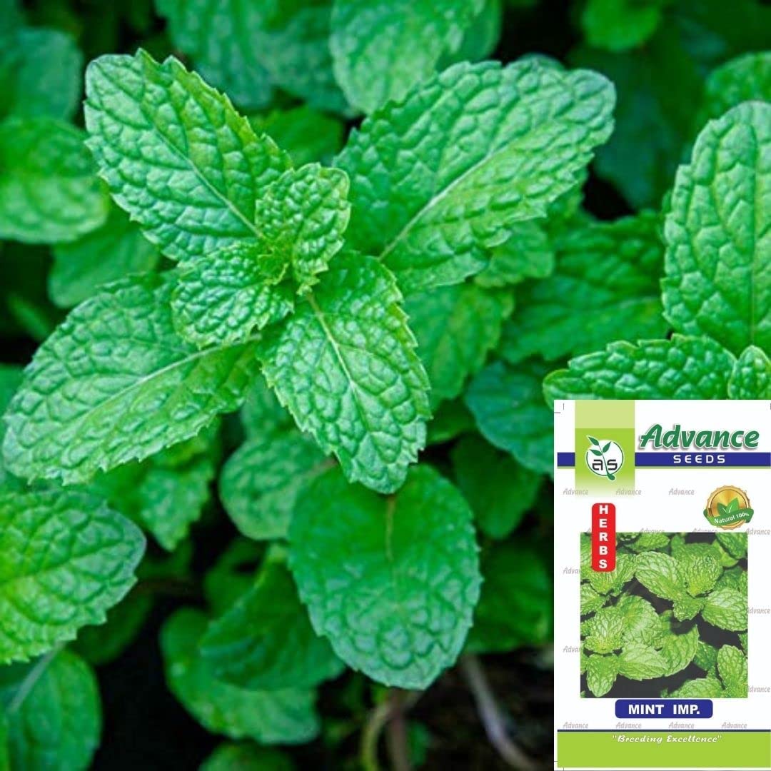 Mint Hybrid Seeds (Pudina), Herb Seeds for Home Garden (Pack of 1) 25 Seeds (B0BV6MZWBT) Amazon Price History, Amazon Price Tracker