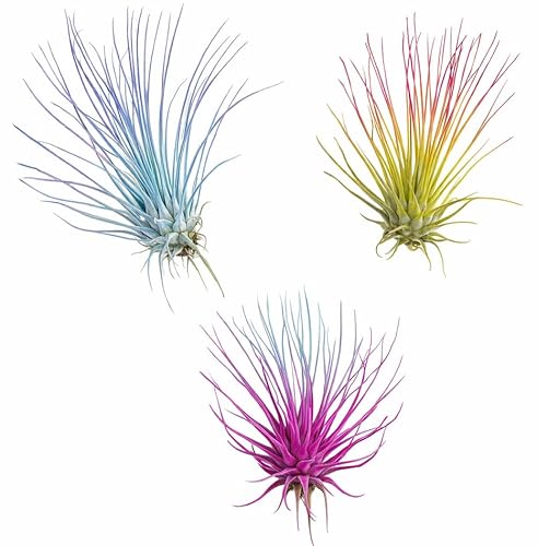 Live Colored Air Plants 3 Pack - Vibrent Color Enhanced
