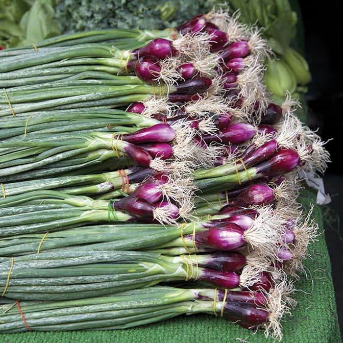 Spring Onion Plants Grow Your Own from our Premium Quality Plants (12