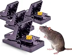 Kit 3 Ratoeira Boca De Jacaré Captura De Ratos Reutilizável Domésticos