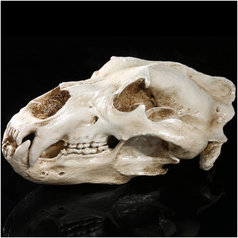 Amazon.com: Polar Bear Skull Model - Life Size Resin Crafts Movie