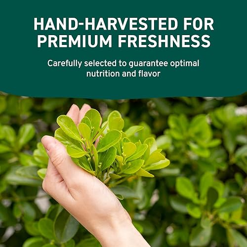 Vista 340 de SPICE TRAIN - Vainas de cardamomo verde orgánico de la India (3.53 onzas), de 5/16 pulgadas de largo, elaichi, rico en vitamina A y antioxidantes