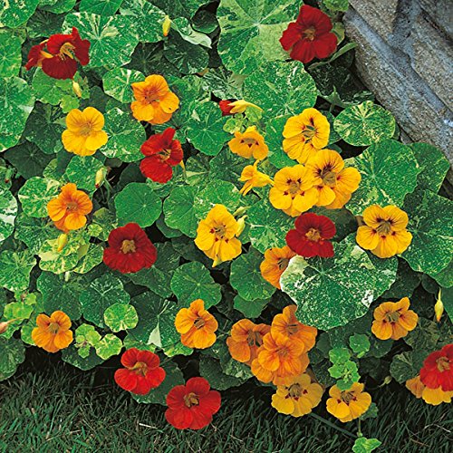 Creative Farmer Flower Seeds Nasturtiums CoolSeason Annual Flowers