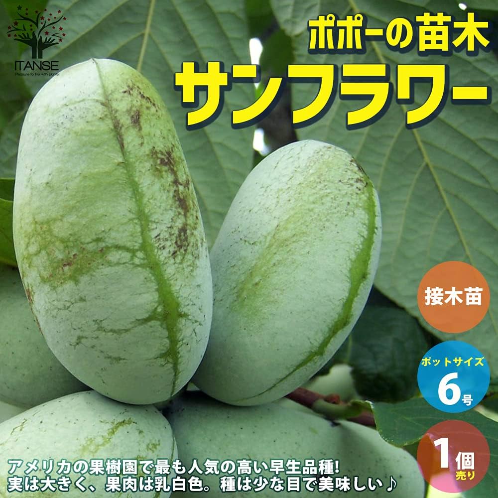 61UlYyO3RQL._AC_UF1000,