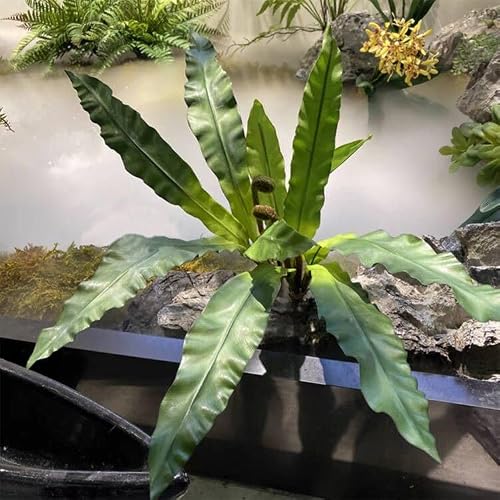 QFSH 2Pcs Artificial Fern Green Plant Bird's-nest Fern Asplenium Nidus Faux Silk Tropical Plants for Outdoor Wall Decor, 17 inches