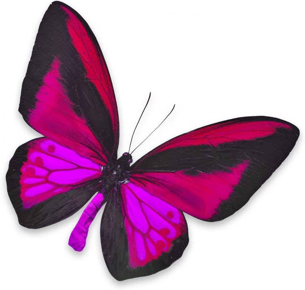 Black and Pink Butterfly Wall Decal Wallmonkeys Peel and Stick Graphic (18 in H x 18 in W) WM110391