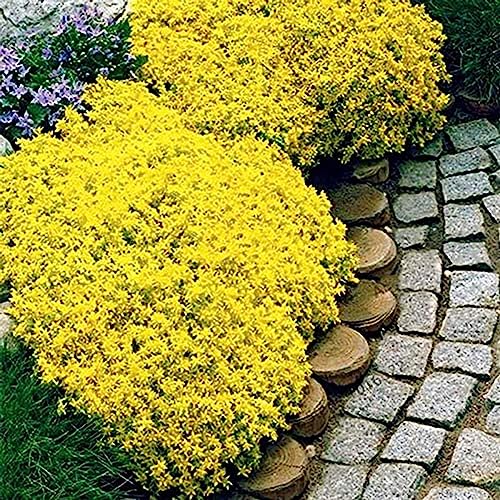 100 Pz/borsa Semi di Crescione Strisciante Fiore Pianta Decor Giardino Perenne Terra Roccia Piantine di Fiori Fiore Albero da Frutto Semi di Ortaggi Giallo