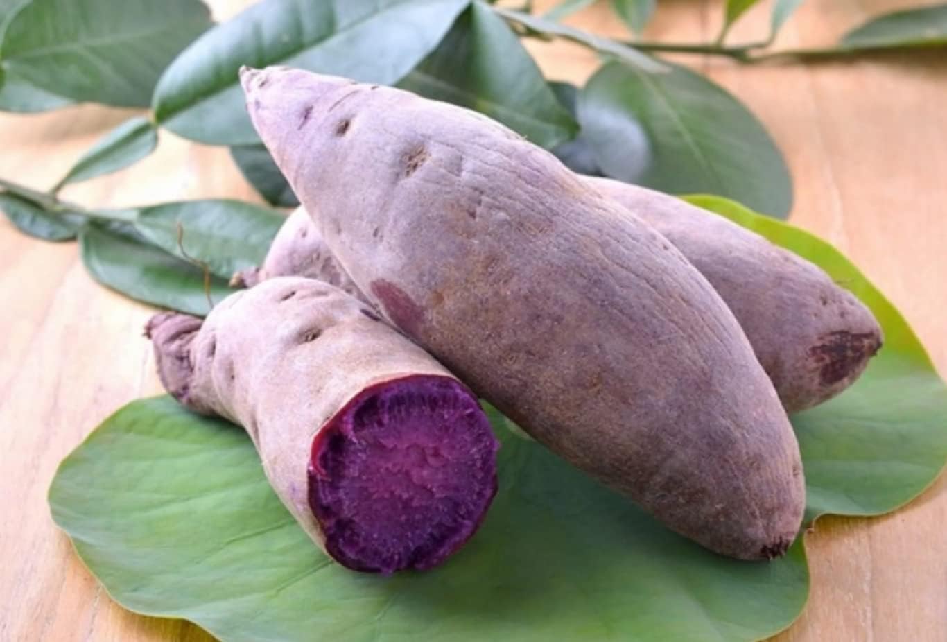10 Purple Sweet Potato Slips - Cuttings Sweet Potato Plants, Khoai Lang Tim, for Growing Your Garden
