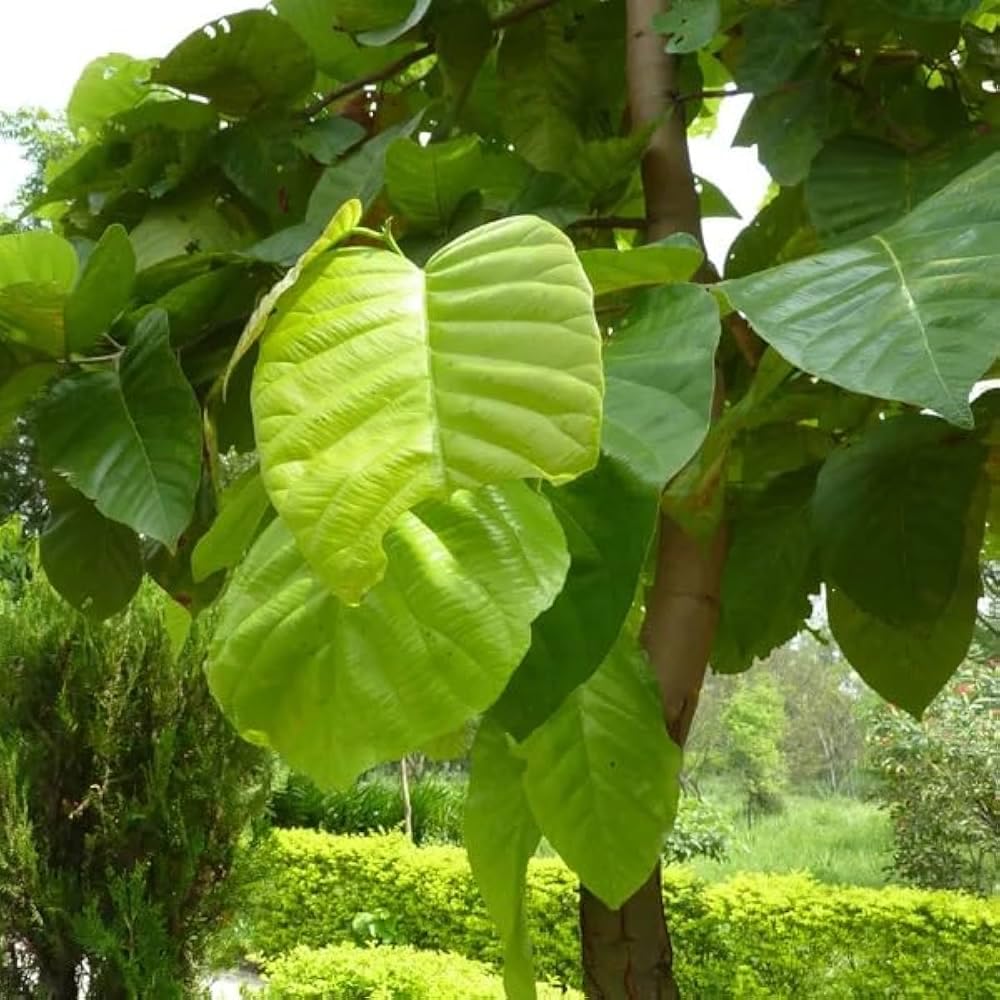 Sal Tree Live Plant, Shorea Robusta Sapling, Sakhua/Sakhu, Timber and Sacred Tree, for Outdoor Plantation (Pack of 1)-image-31