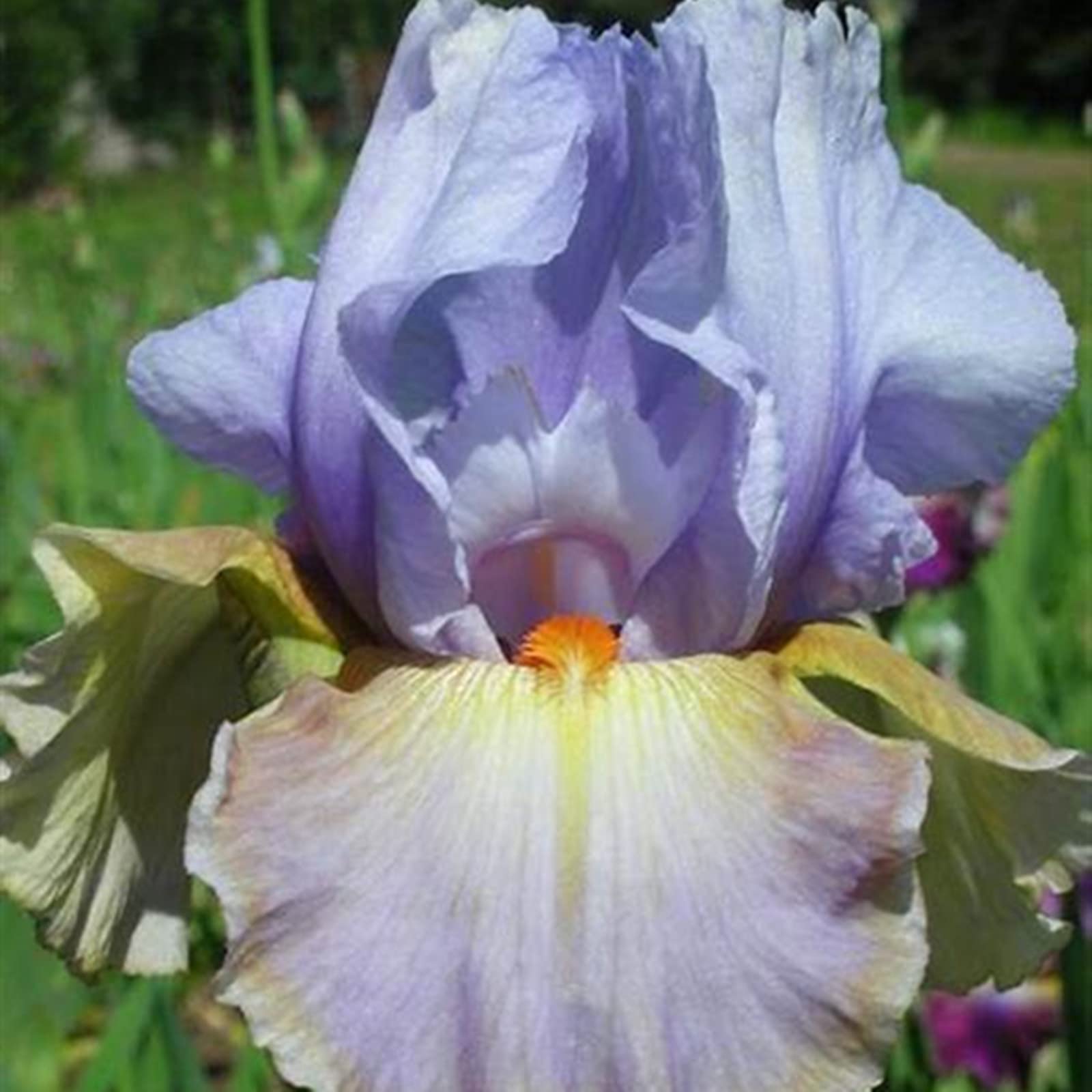 Wedding, Iris Bulbs for Planting Now UK, Greening Flower, Hardy Perennial, Iris Bulbs, Garden Flowers, Plant Bulbs, Natural Organic, 5bulb-a