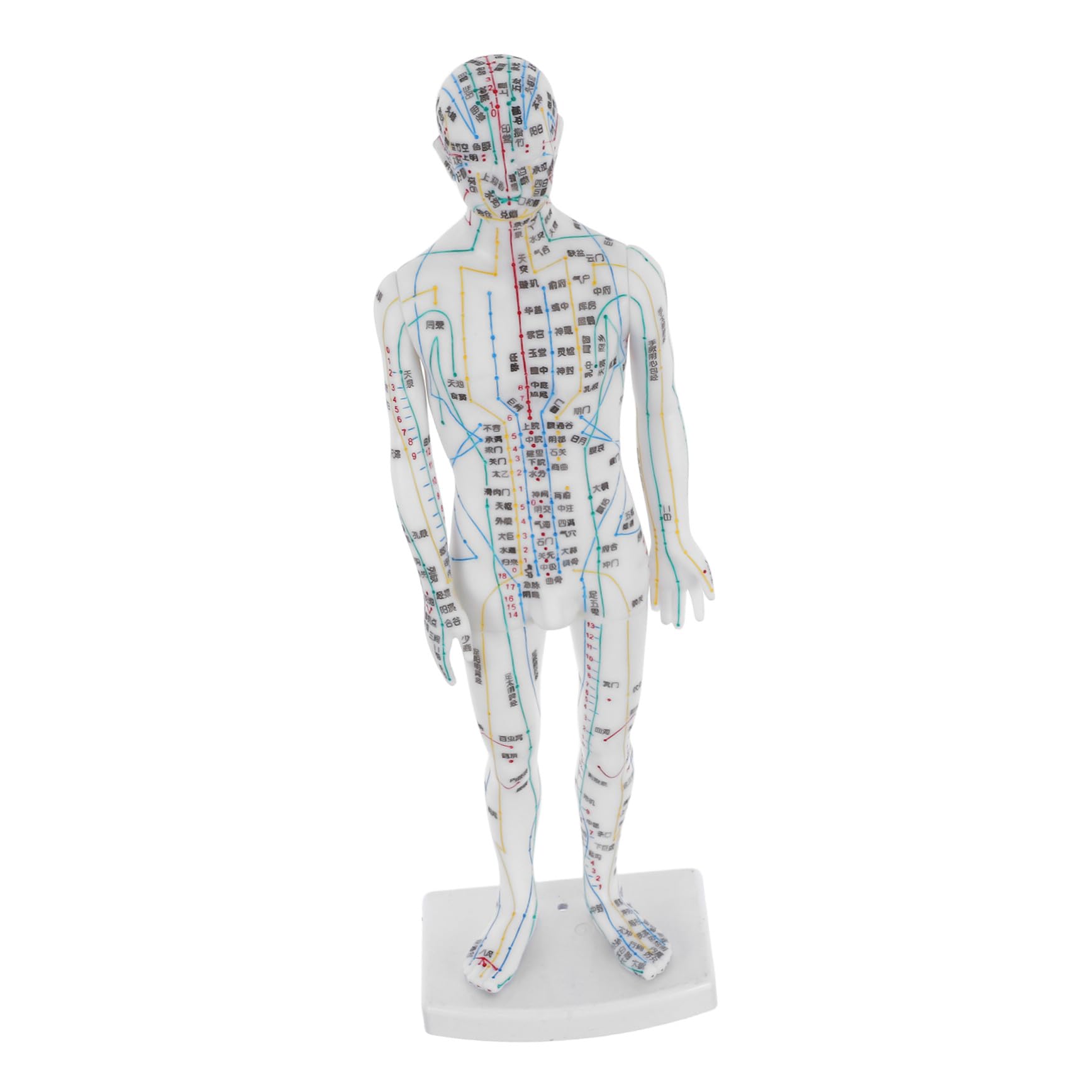 SHERCHPRY Model Anatomiczny Akupunktury Męski Realistyczna Makieta Meridianów i Punktów Uciskowych Trwały Manekin Do Nauki i Treningu Akupunkturzystów Pomoc Dydaktyczna dla Medycyny