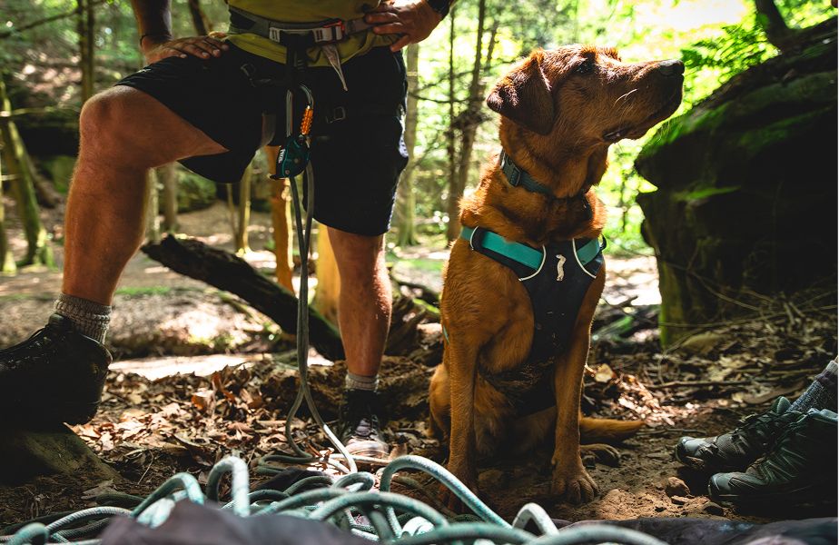 Amazon | RUFFWEAR(ラフウェア) 公式 フラッグラインハーネス アルペン
