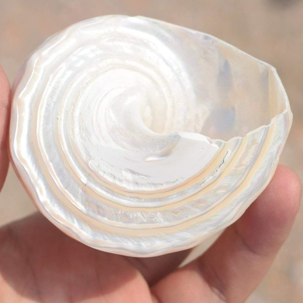 Shell, Naturalne muszle morskie, muszla z pereł oceanicznych o średnicy 6-11 cm(7cm)