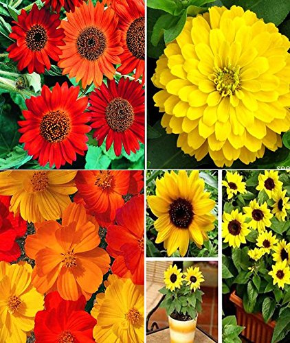Sunflower Earthwalker, Zinnia Gaint Yellow, Cosmos Mixed and Sunflower Miniature Flower Seeds (AVG 200-250) Pack Of Seeds 50 x 4 Per Packet + (GET 1 PKTS OF VEGETABLES SEEDS FREE-image-38