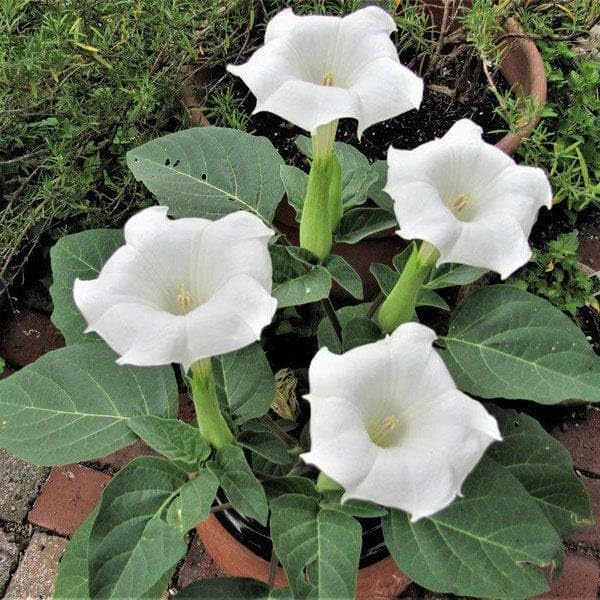 Mybagecha Dhatura Plant Live Dhatura White Plant (Botanical Name - Datura metel) Medicinal Live plant with pot