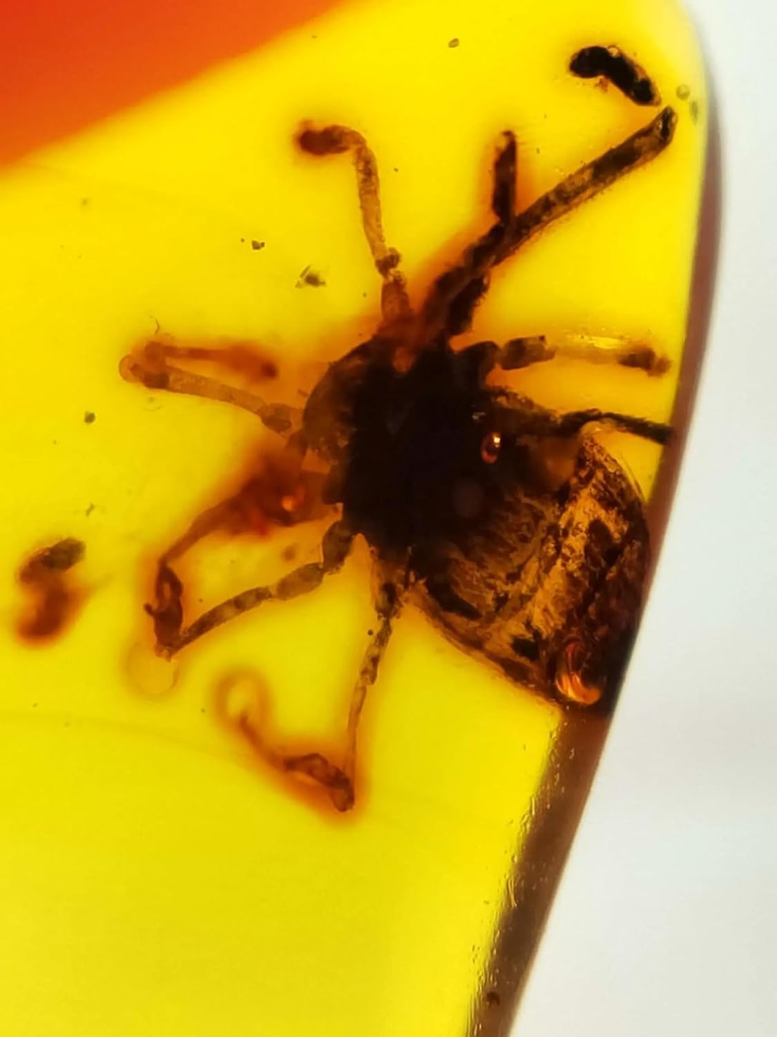 Burmese burmite Cretaceous Spider Insect Fossil Amber Myanmar