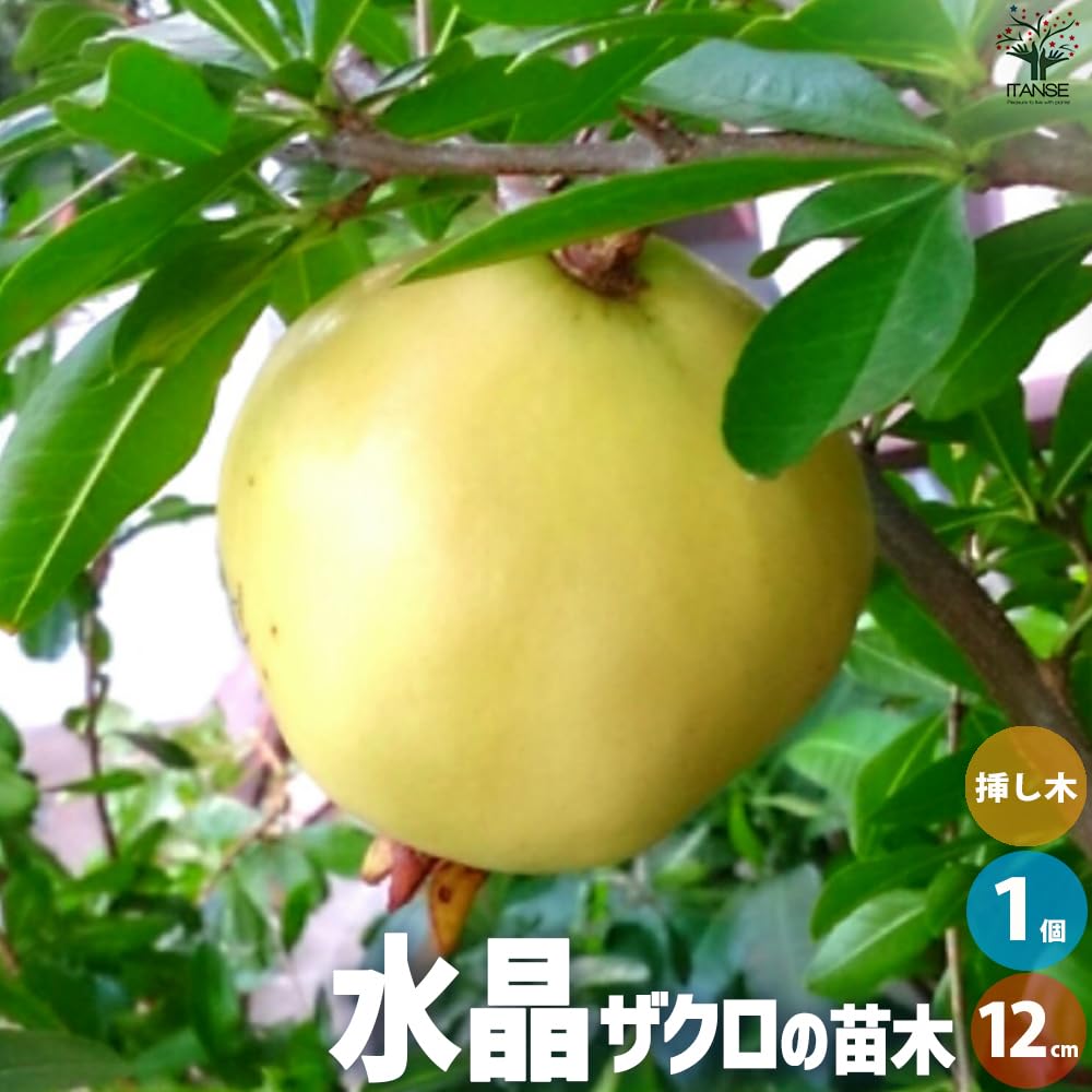 Amazon.co.jp: ザクロの苗木 品種：水晶 12cmポット(大実ザクロ)【品種