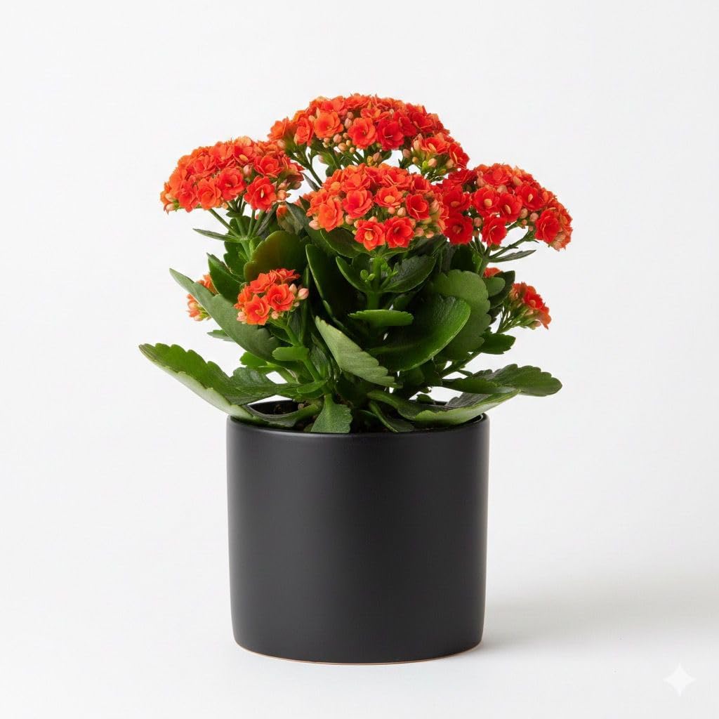 Red Kalanchoe Plant, Indoor Flowering Succulent Houseplant with Long-Lasting Blooms, Perfect for Home and Office Decor, NDN-J8Y-image-6