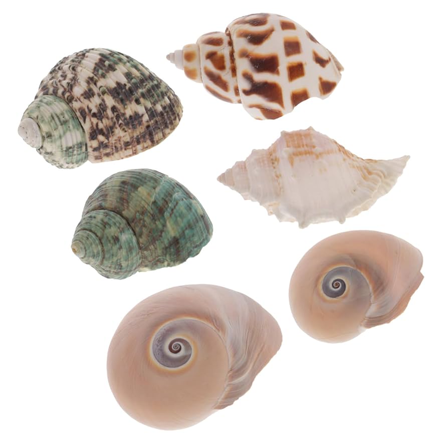 法螺貝　自然な巻貝装飾品 約34cm 法螺貝 自然な巻貝装飾品 約34cm 法螺貝 自然な巻貝装飾品 約34cm